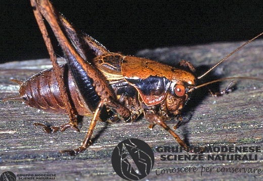 Pholidoptera griseoaptera 