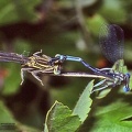 Platycnemis pennipes 