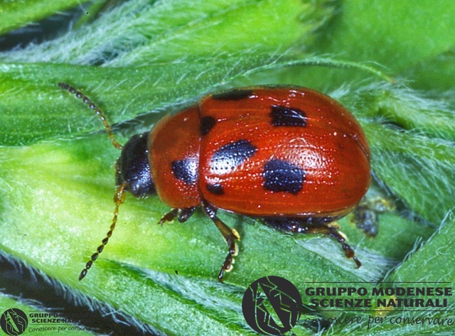 ordine: Coleoptera
famiglia: Chrysomelidae
nome scientifico: Phytodecta fornicata
data e località: Castel di Aiano, Bologna Province, Emilia Romagna, Italy
commento: CBRIZ1009.jpg