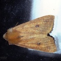 Agrochola circellaris