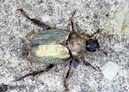 Hoplia argentea