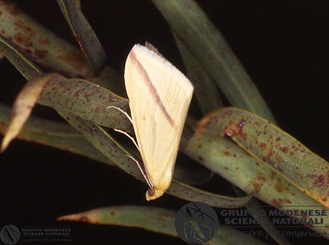 ordine: Lepidoptera
famiglia: Geometridae
nome scientifico: Rhodomena sacraria
data e località: Undetermined location, Sardinia, Italy
commento: CBRIZ1059.jpg