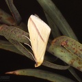 Rhodomena sacraria 