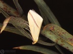 Rhodomena sacraria 