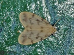 Nudaria mundana 