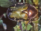 Cetonia aurata pisana