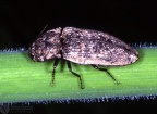 Indet. sp. 