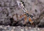 Rhyssa persuasoria 