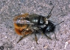 Psithyrus rupestris 