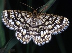 Semiothisa clathrata 