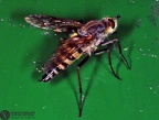 Thereva plebeia 