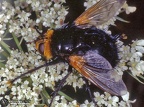 Tachina grossa 