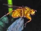 Scatophaga stercoraria 