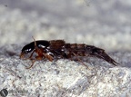 Staphylinus caesareus 