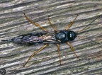Sirex juvencus 