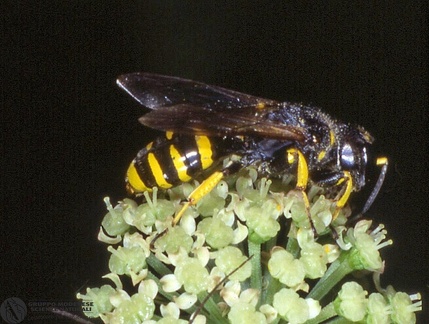 Bembix sp.  -- 

ordine: Hymenoptera

famiglia: Sphecidae

nome scientifico: Bembix sp. 

data e località: Simpetru, Southern Transylvania, Romania

commento: 