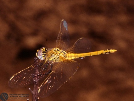 Sympetrum fonscolombei  -- 

ordine: Odonata

famiglia: Libellulidae

nome scientifico: Sympetrum fonscolombei 

data e località: Undetermined location, Sardinia, Italy

commento: 