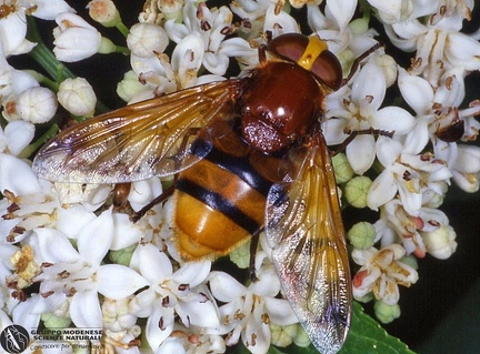 Volucella zonaria  -- 

ordine: Diptera

famiglia: Syrphidae

nome scientifico: Volucella zonaria 

data e località: Corno alle Scale Park, Bologna Province, Emilia Romagna, Italy

commento: 