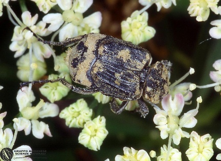 Valgus hemipterus  -- 

ordine: Coleoptera

famiglia: Scarabaeidae

nome scientifico: Valgus hemipterus 

data e località: Castel di Aiano, Bologna Province, Emilia Romagna, Italy

commento: 