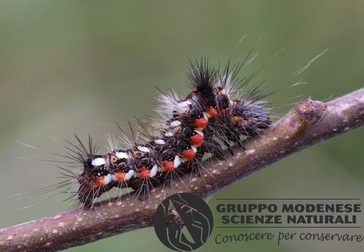 Acronicta rumicis larva6