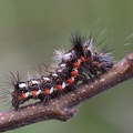 Acronicta rumicis larva6