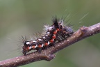 Acronicta rumicis larva6