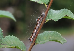 Acronicta tridens larva5 (2)