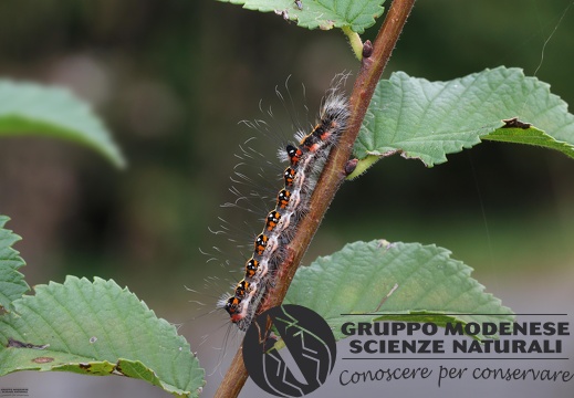 Acronicta tridens larva5 (2)