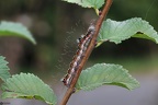 Acronicta tridens larva5 (2)