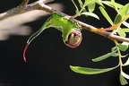 Cerura vinula larva final2