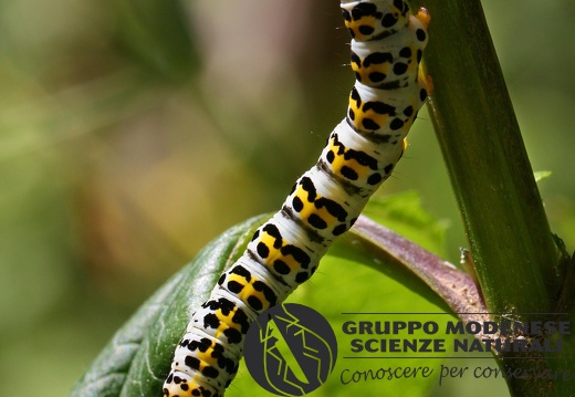 Cucullia  scrophulariae larva3