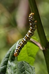 Cucullia  scrophulariae larva3