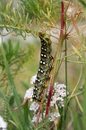 Hyles euphorbiae larva
