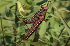Hyles euphorbiae (3)