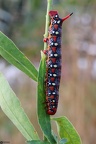 Hyles euphorbiae larva5