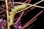 Hyles gallii flash2