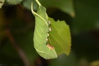 Laothoe populi (3)