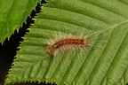 Lymantria dispar larva5