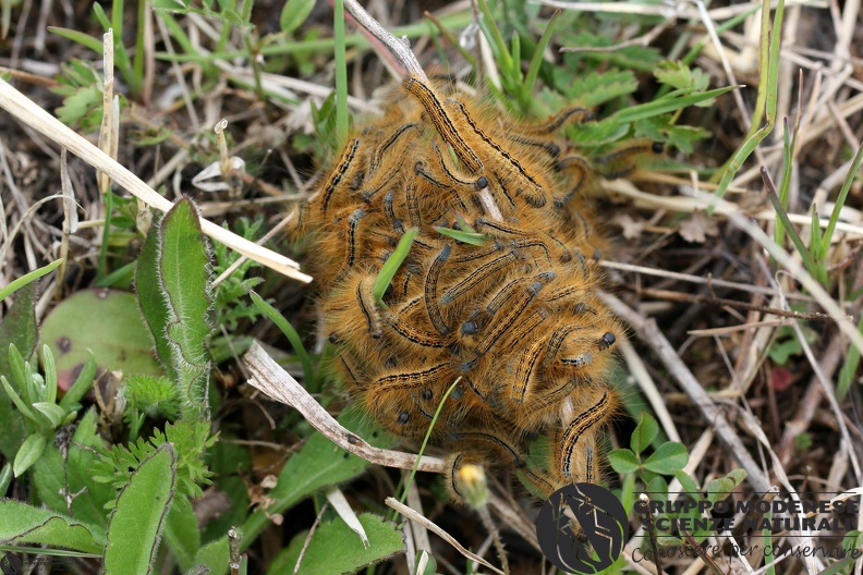 Malacosoma castrensis larva 2nd.JPG