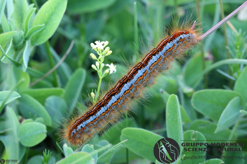 Malacosoma castrensis larva 5th.JPG