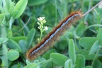 Malacosoma castrensis larva 5th