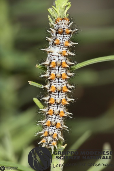 Melitaea didyma.JPG