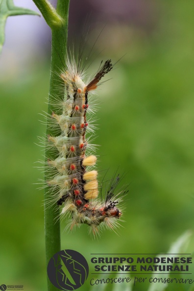 Orgya antiqua larva final5.JPG