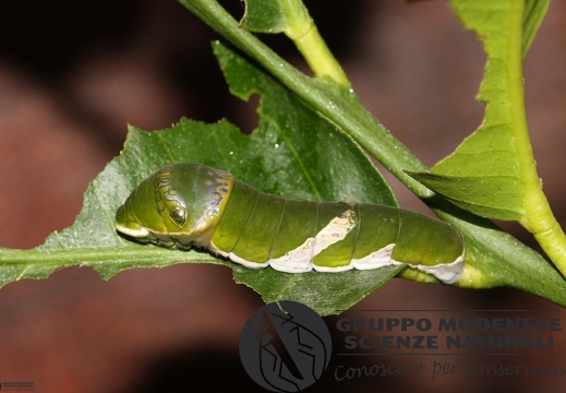 Papilionidae sp larva4