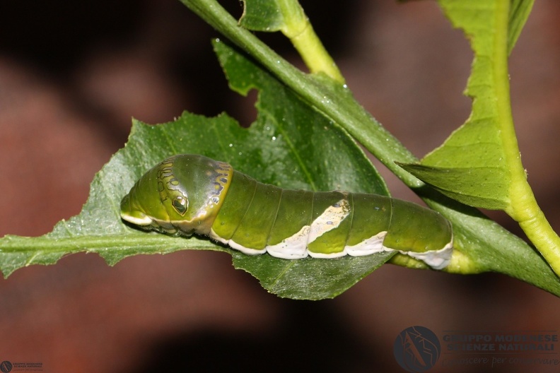 Papilionidae sp larva4.JPG