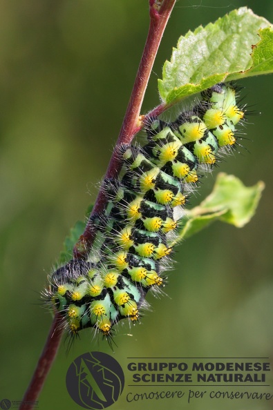 Saturnia pavoniella larva 4th to final2.jpg