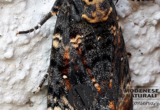 Acherontia atropos