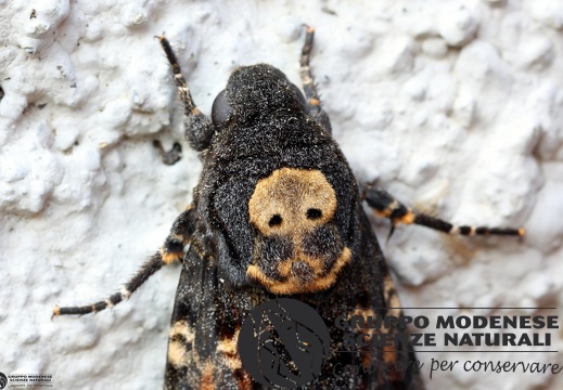 Acherontia atropos3