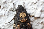 Acherontia atropos3