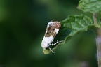 Aco Acontia lucida